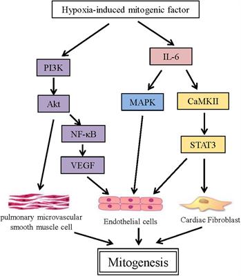 Hypoxia-Induced Mitogenic Factor: A Multifunctional Protein Involved in Health and Disease